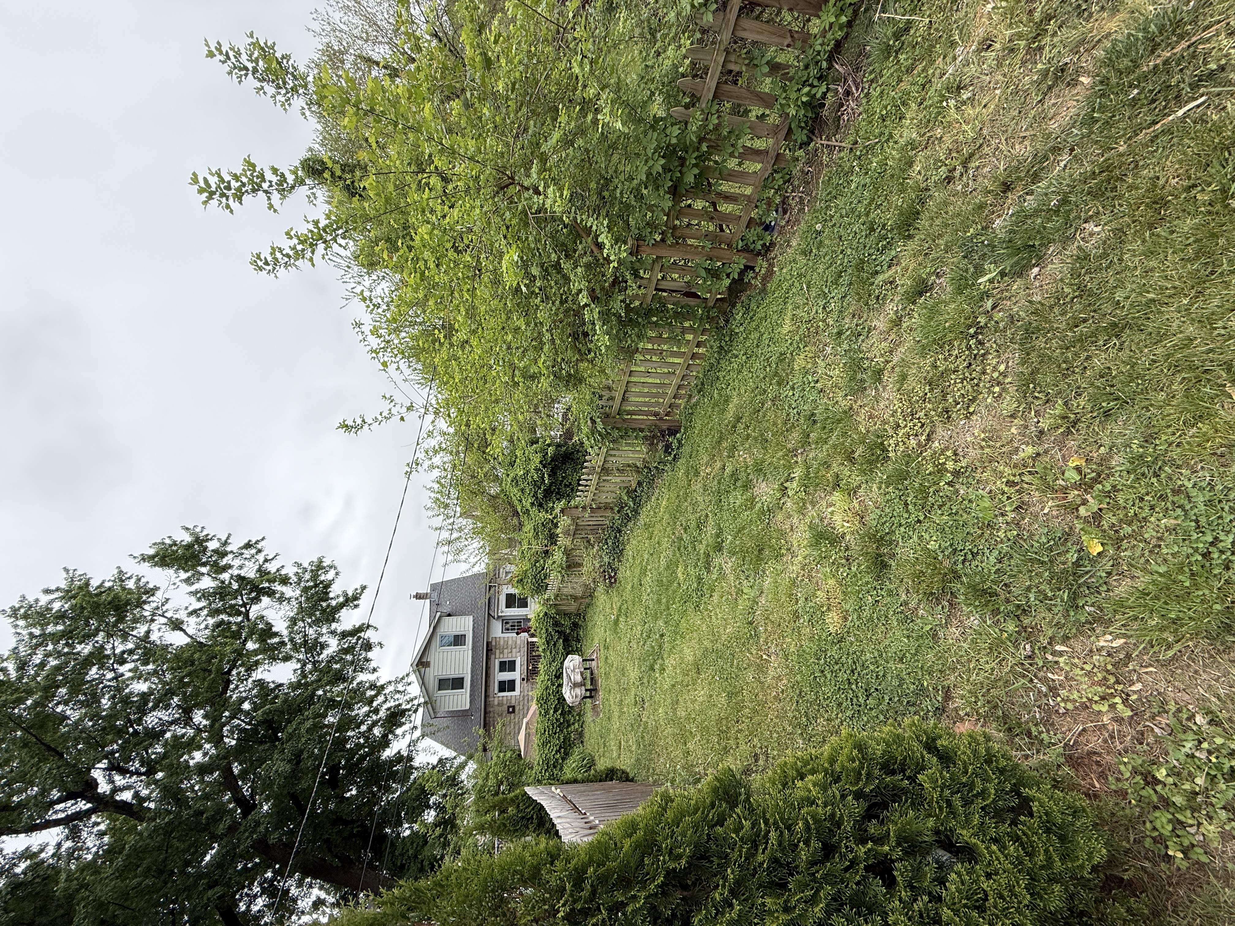 Overgrown backyard before fence installation