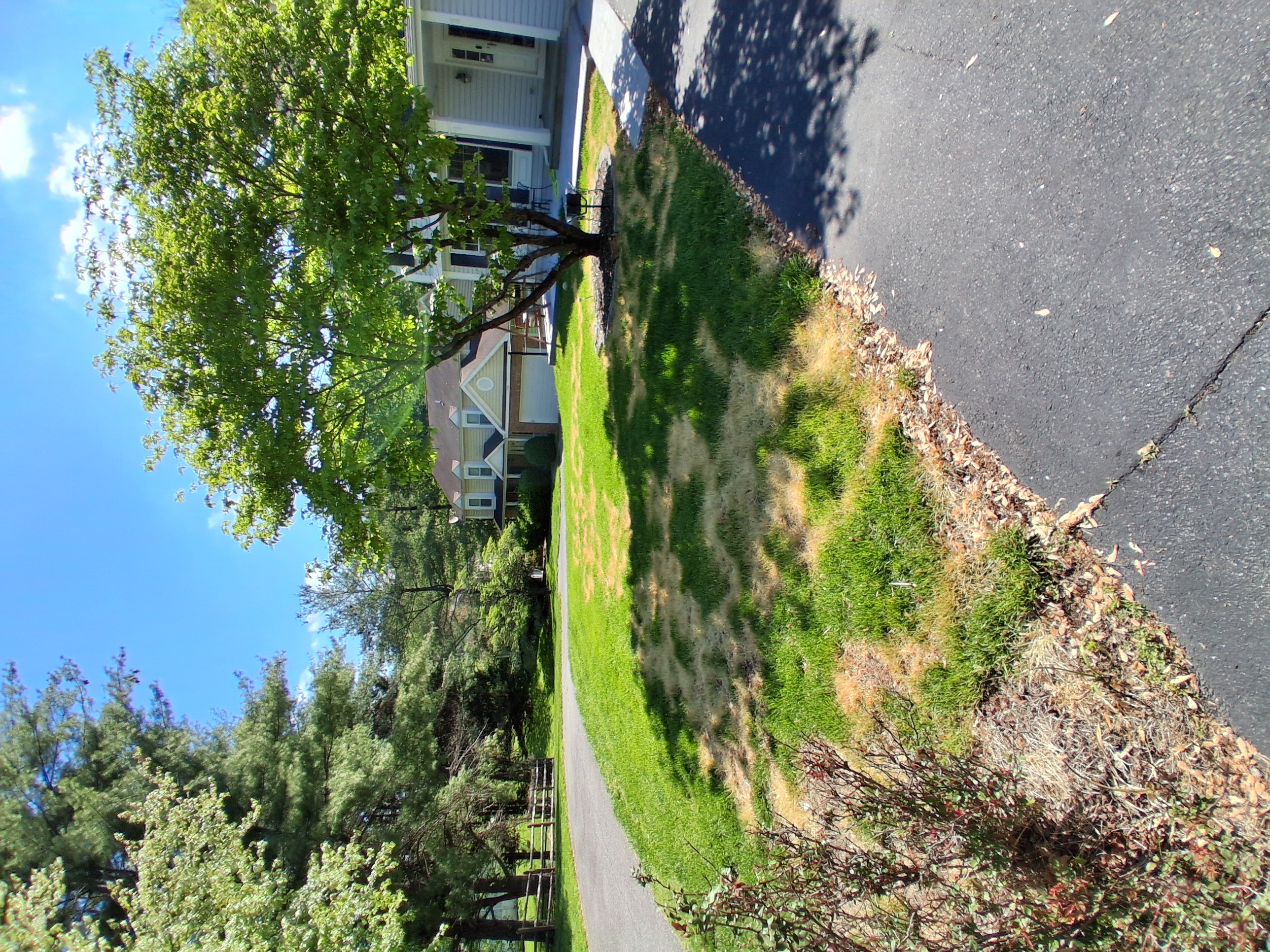 Lawn before service — patchy, dead grass near driveway