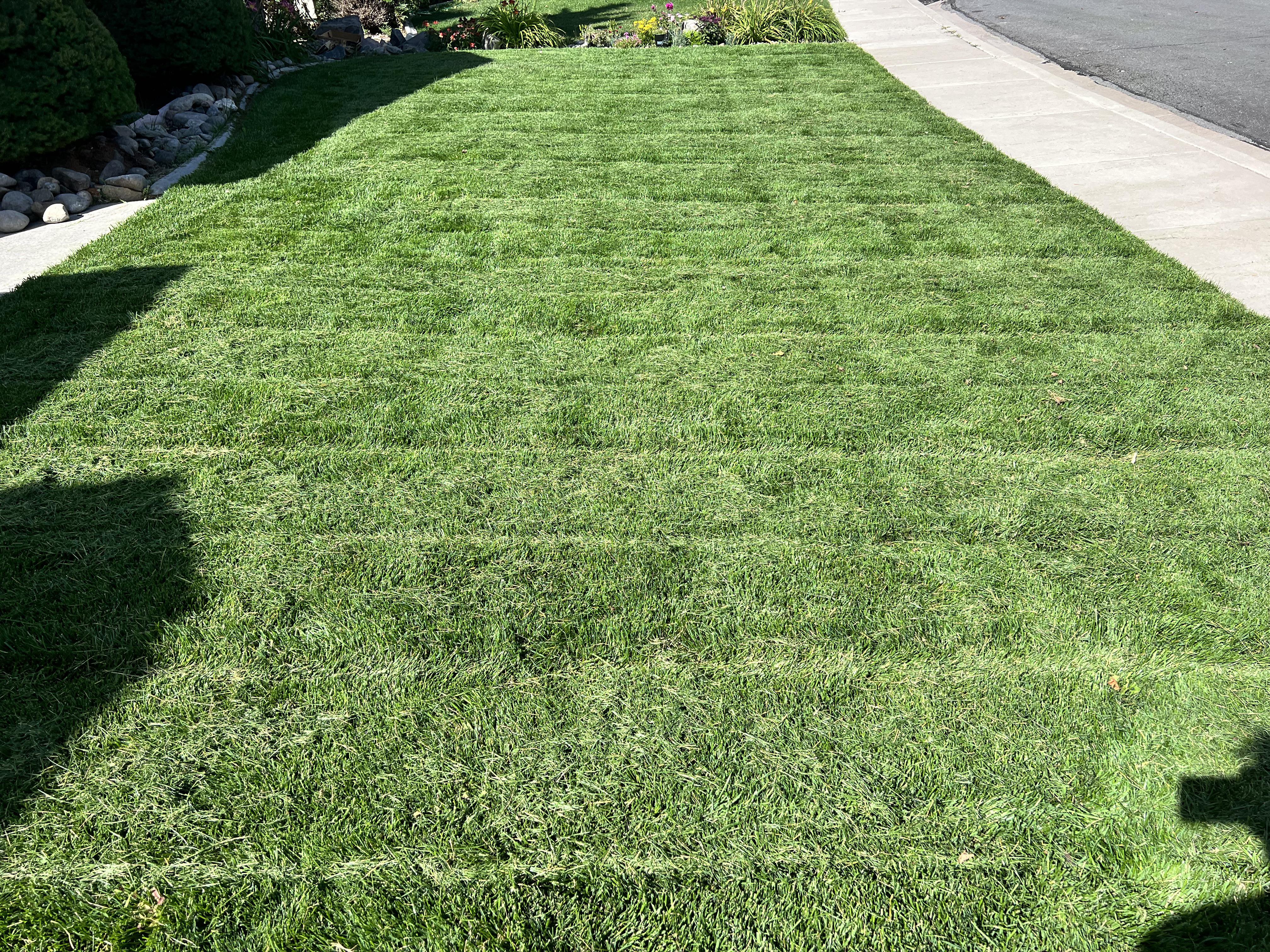 Freshly striped lawn after professional mowing service in the DMV area