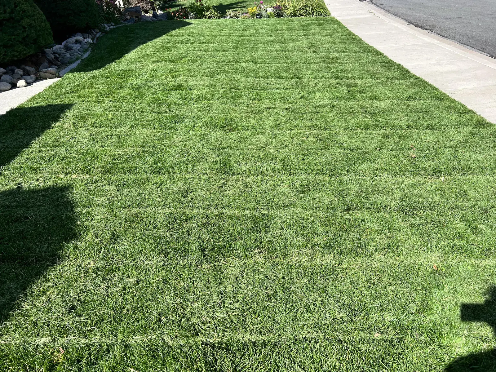 Freshly striped lawn after professional mowing service in the DMV area